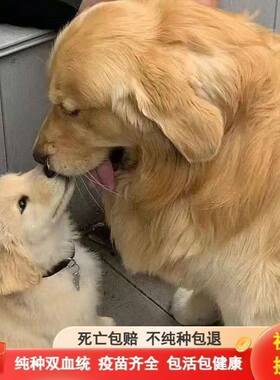 纯种金毛幼犬活体温顺聪明导盲犬大骨架金毛犬大型犬家庭养宠狗1