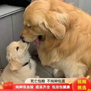 纯种金毛幼犬活体温顺聪明导盲犬大骨架金毛犬大型犬家庭养宠狗1