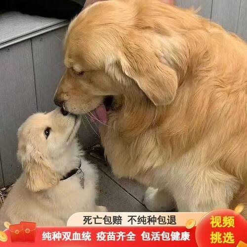 纯种金毛幼犬活体温顺聪明导盲犬大骨架金毛犬大型犬家庭养宠狗1