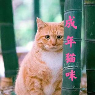 成年猫咪活物猫狸花猫田园猫网红橘猫高手土猫大肥猫三花猫抓老鼠