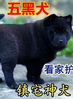 五黑犬幼犬狗狗黑狗虎头田园中华赶山广西狩猎猎犬看家护院