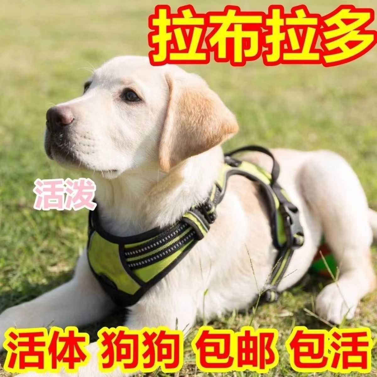 拉布拉多幼犬纯种高智商大型犬活体血统黑色白色狗狗宠物狗导盲犬图片