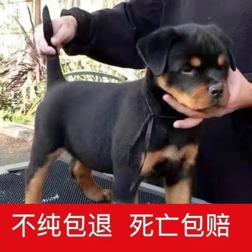 罗威纳大型犬幼犬小狗血统德系虎头美系护卫狗狗头版活物真狗图片