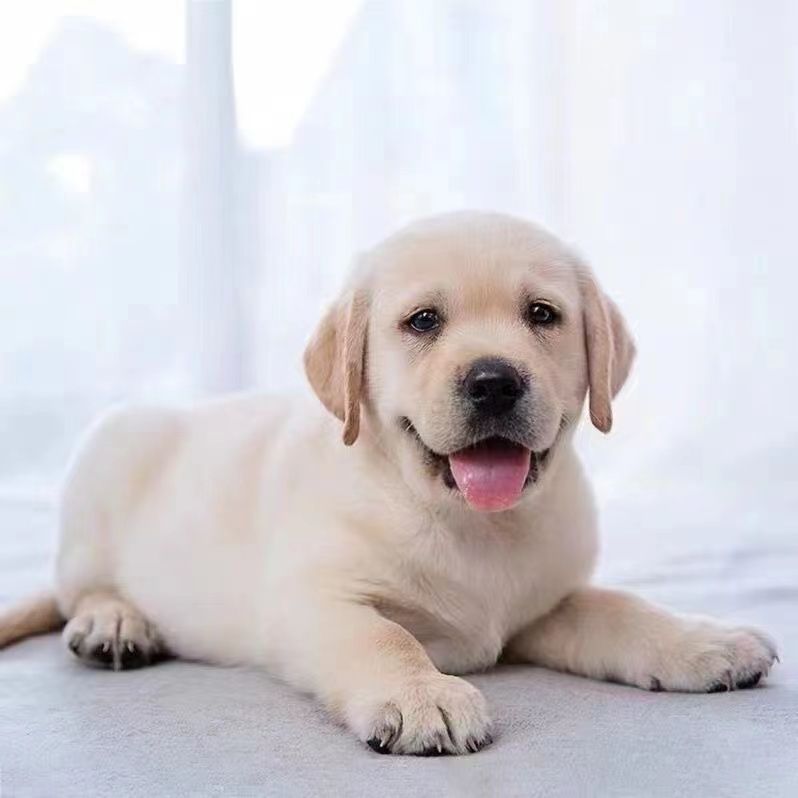 咖色白色拉布拉多幼犬大头版拉布拉多幼崽奶白色黑色拉布拉多现货图片