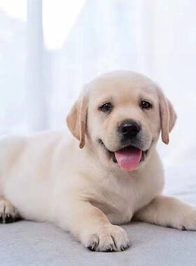 咖色白色拉布拉多幼犬大头版拉布拉多幼崽奶白色黑色拉布拉多现货