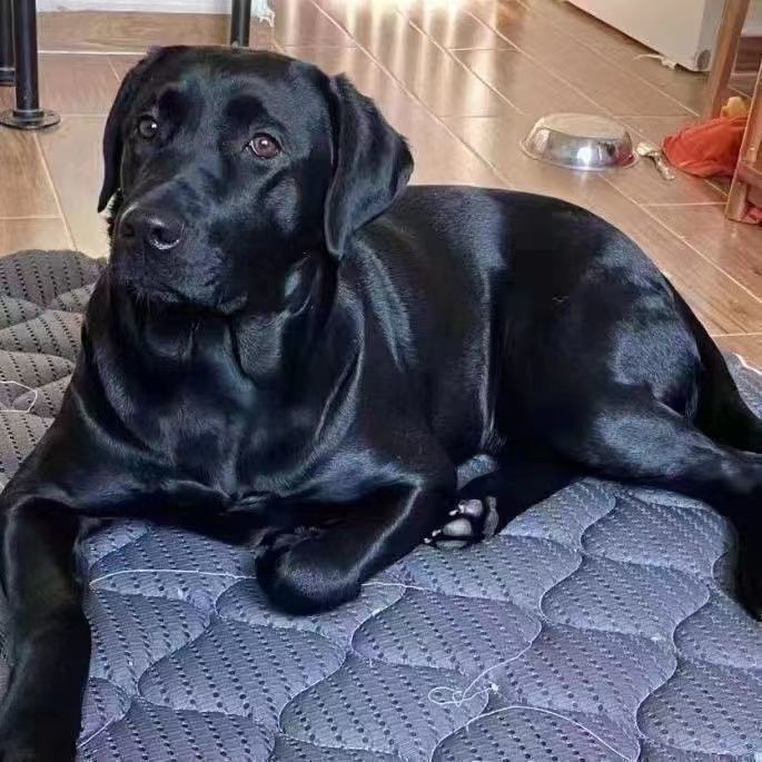 纯种小狗拉布拉多宠物狗血统幼犬黑色白色高智商活体导盲犬大型犬图片