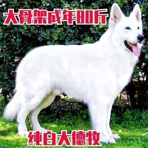 德牧犬幼犬纯种德牧黑背德国牧羊犬大型犬宠物狗牧羊犬德国牧羊犬