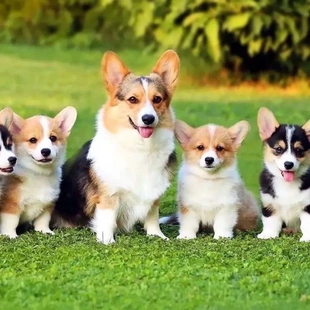 柯基幼犬黄白短腿柯基小小型白三色家养小狗活物活体宠物狗