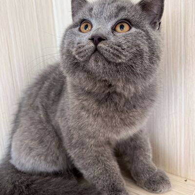 纯种英国短毛猫蓝胖子血统青年蓝猫活体宠物猫活物小猫咪疫苗齐全