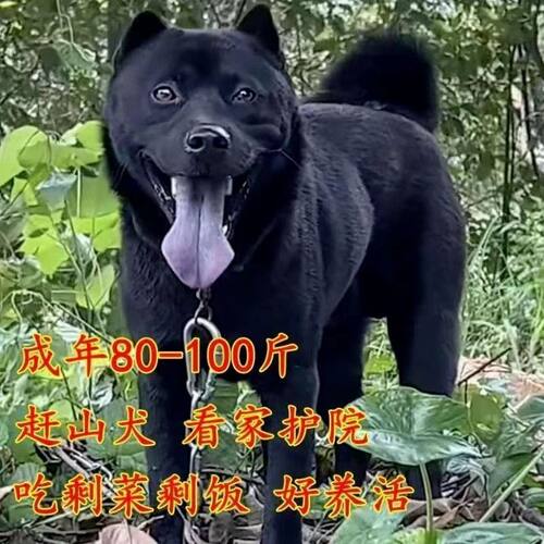 五黑犬幼犬黑狗虎头中华田园犬正宗黑色土猎广西土猎犬狗短毛狗