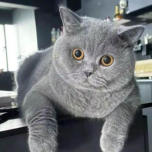 英短蓝猫胖子英国毛猫活体幼猫小猫咪宠物活物家养宠物猫真猫