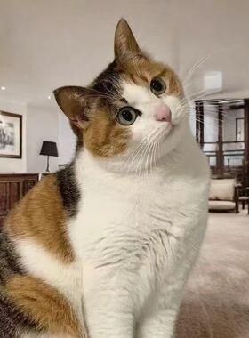 中华田园猫活体成年抓鼠猫咪纯黑猫三花猫青年猫家养狸花猫橘猫