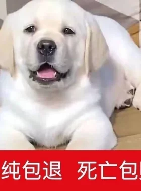 拉布拉多幼犬纯种宠物狗狗神犬中型犬活体导盲犬2