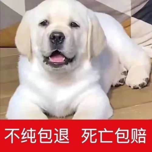 拉布拉多幼犬纯种宠物狗狗神犬中型犬活体导盲犬