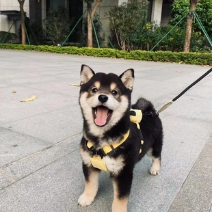 柴犬黑色日本柴犬家养宠物犬豆柴小型犬柴犬小狗活的幼犬健康活泼