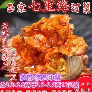 包邮 大规格蟹天津七里海河蟹鲜活大闸蟹宁河当地特产顺丰 活蟹