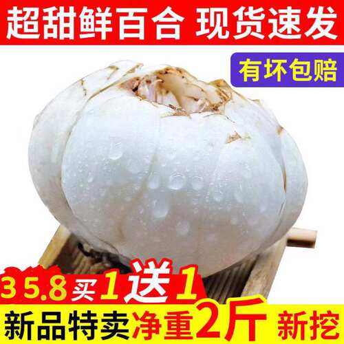 兰州百合原产地直发纯绿色