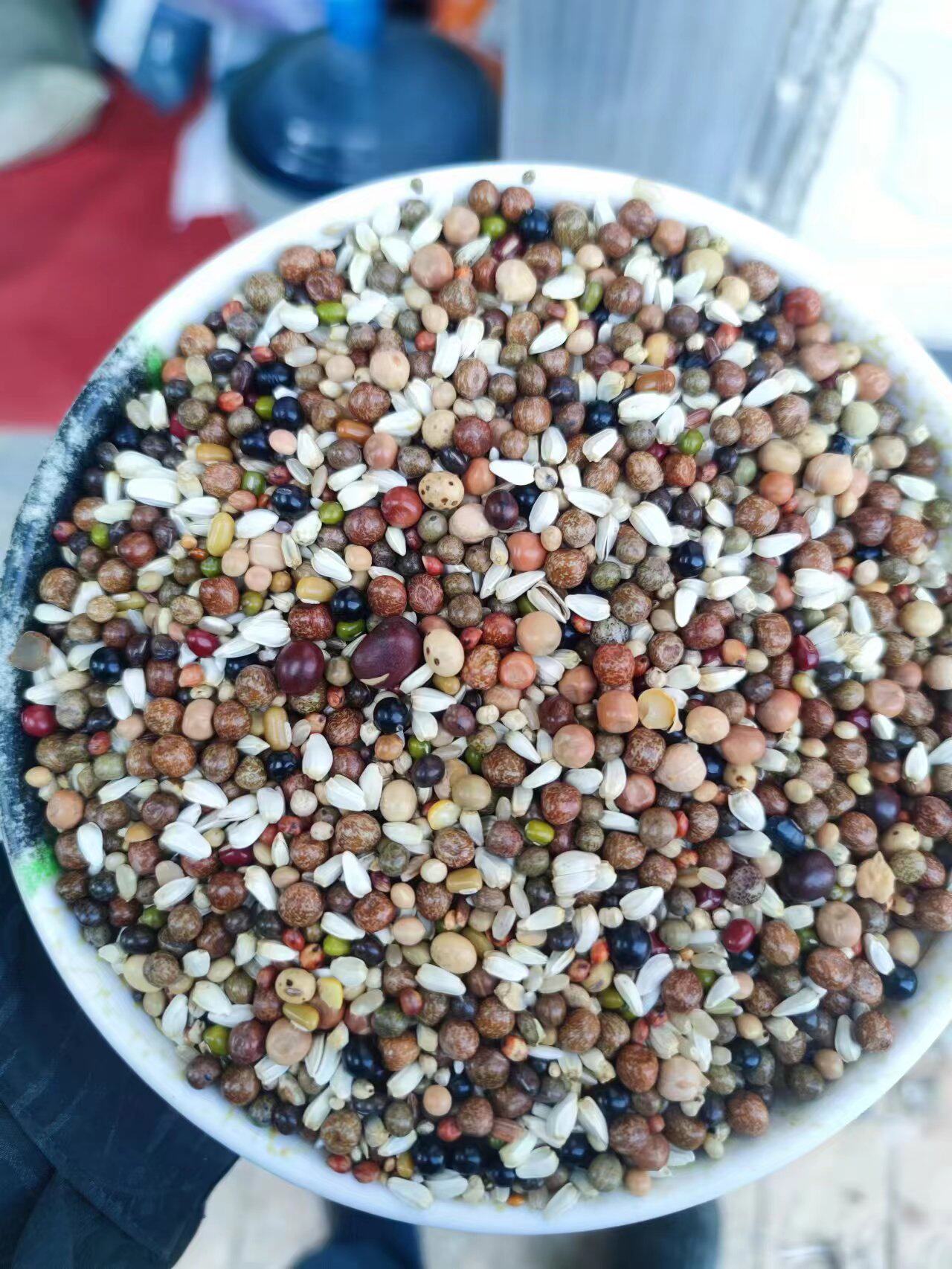 赛动力5A幼鸽无玉米不带白豌豆