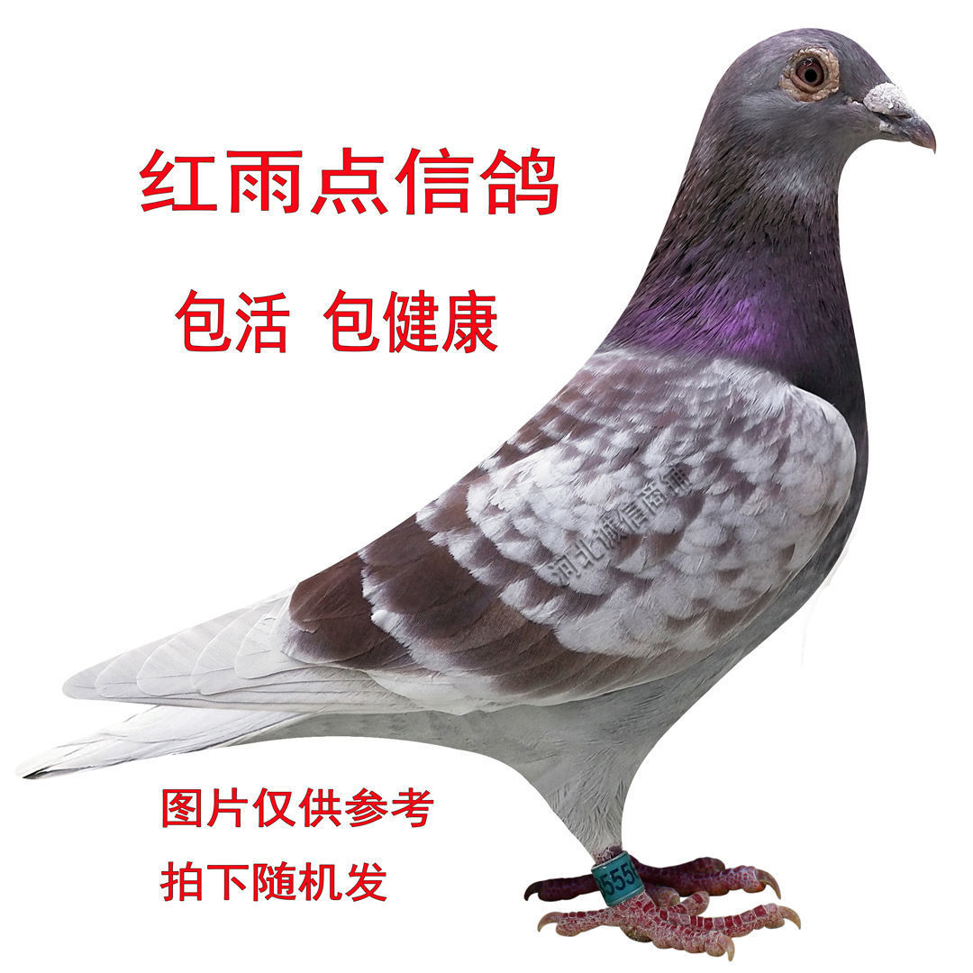 dove living thing Pigeon pigeon Male and female a pair Pigeon Homing Day off Cheap Wife Lay eggs Multiplicationin the Pet/Pet food and supplies , Birds and supplies , Bird  category - from Buy2taobao.com to provide professional Taobao agent buy service