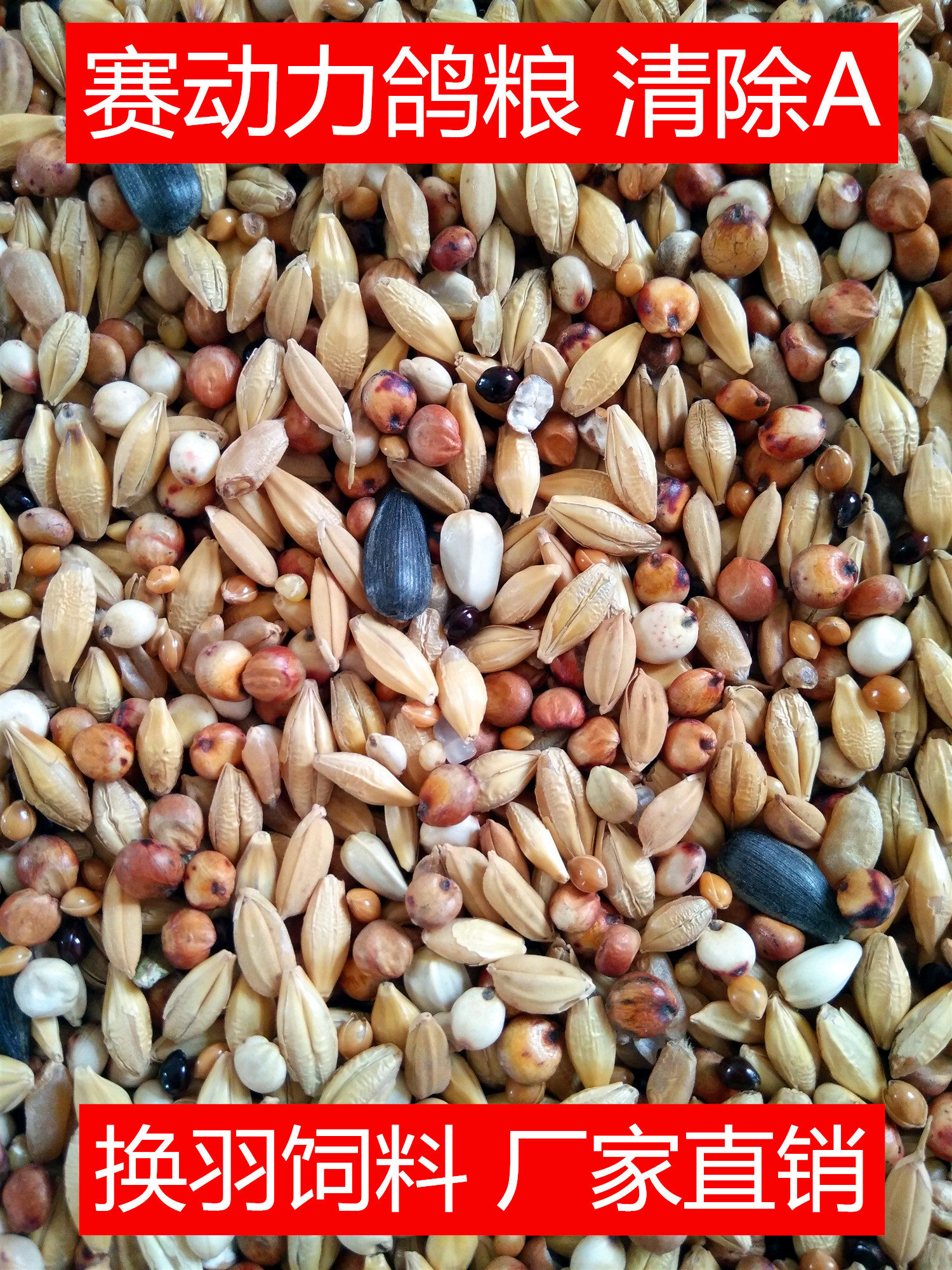 赛动力换羽期鸽粮清除肉鸽观赏鸽