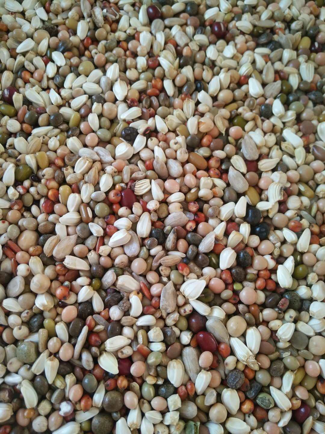 赛动力小颗粒鸽粮精品育雏饲料信鸽观赏鸽肉无玉米无豌豆5-50斤