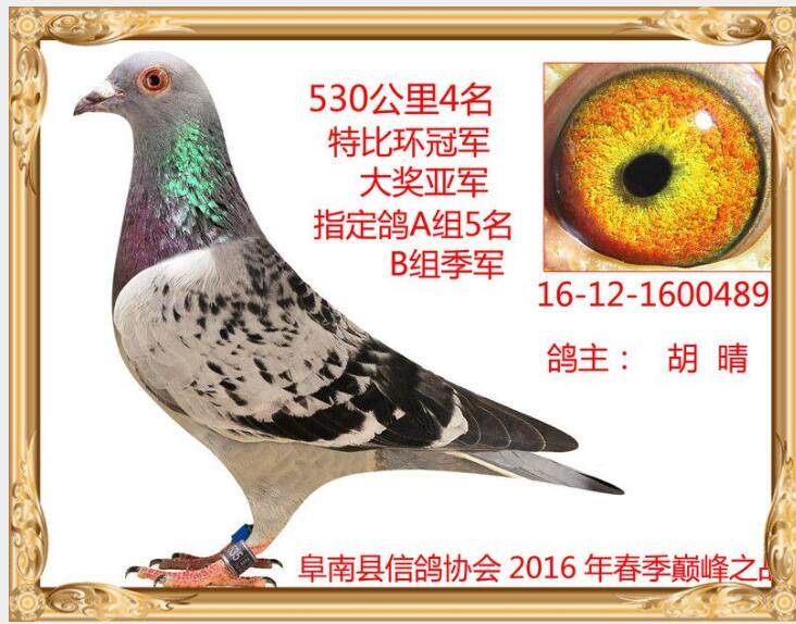 信鸽活体名家公棚台鸽天落鸟血统鸽杨阿腾桑杰胡本李鸟吴淞幼鸽在类目 宠物/宠物食品及用品, 鸟类及用品, 鸟中 - 来自Buy2taobao.com提供专业的淘宝代购服务