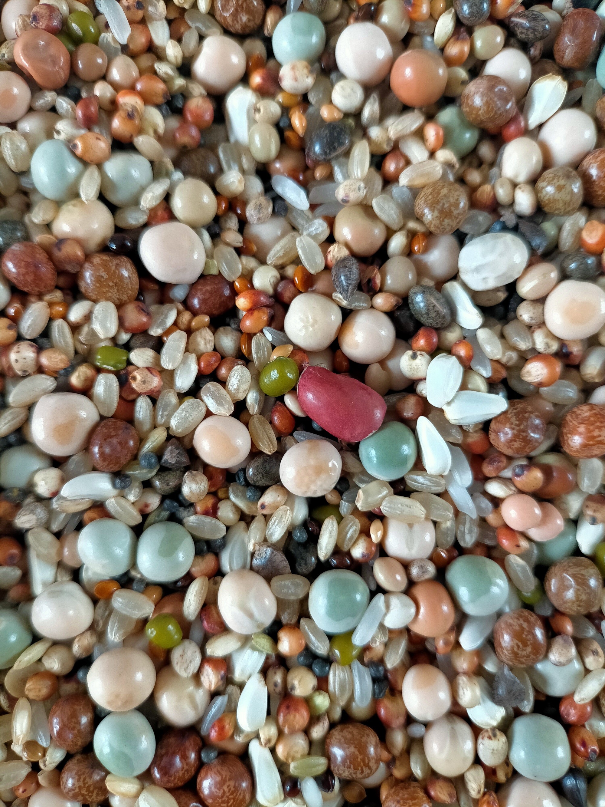 赛动力无玉米无小麦赛鸽饲料