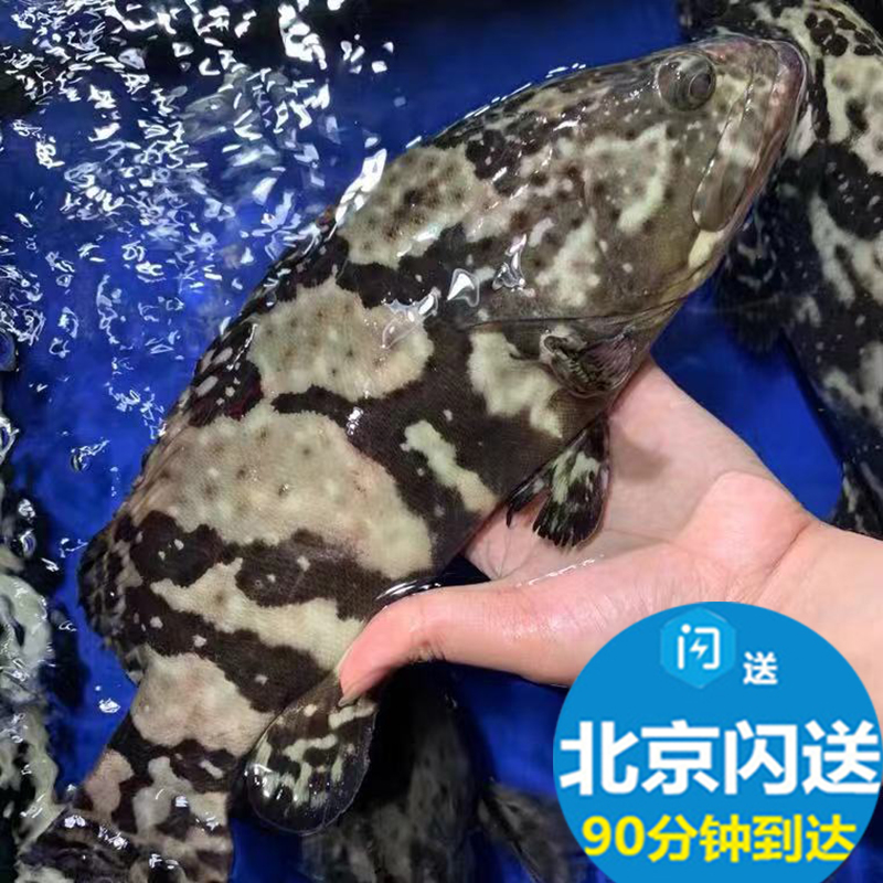 1.5-1.6斤 鲜活生猛小石斑鱼 新鲜珍珠斑龙胆鱼深海石斑 海鲜水产