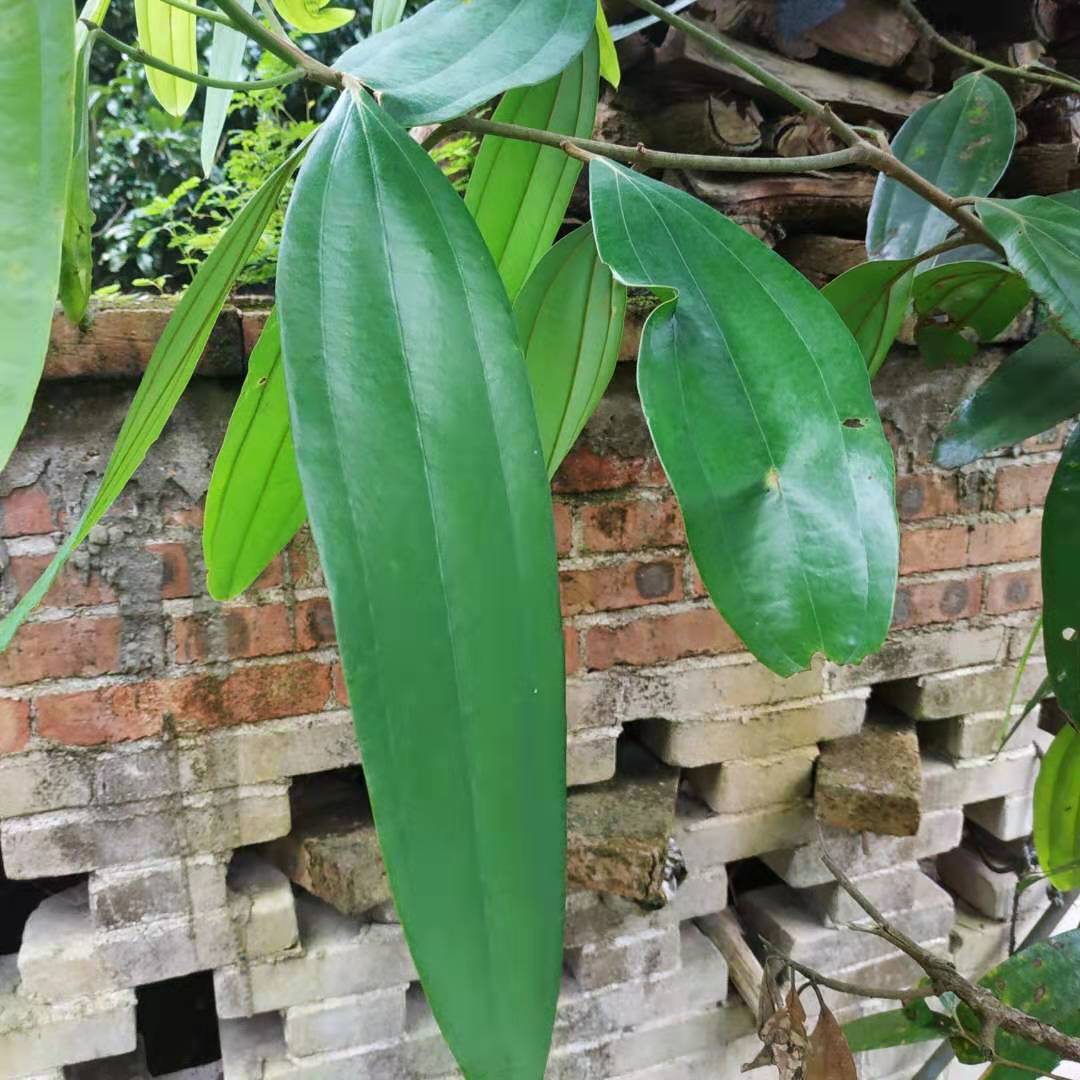 新鲜桂皮枝叶带枝带叶红白事用