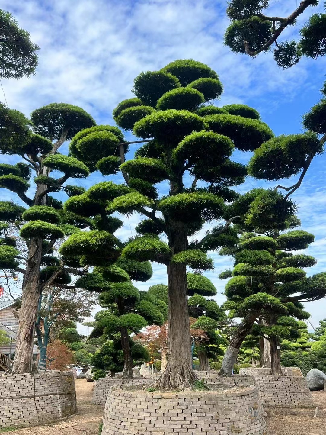 大型罗汉松大树庭院地景造型树日本黑...