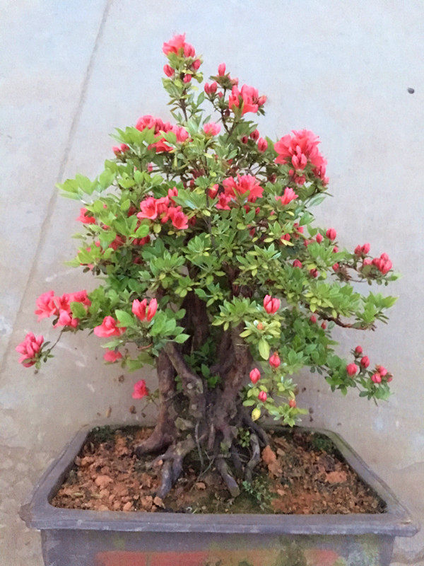 实物五彩娟盆景杜鹃盆景高山杜鹃红多干夏鹃盆景树桩造型包邮