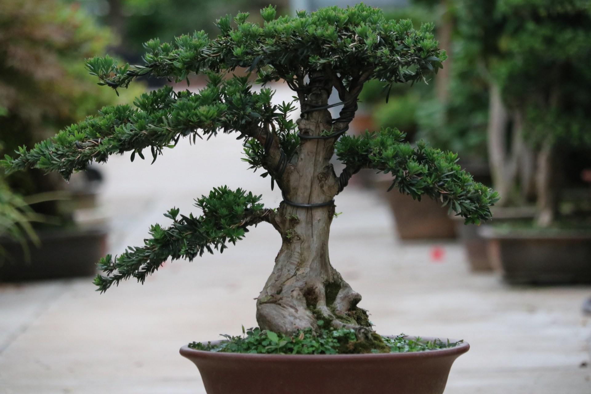 精品罗汉松盆景米叶雀舌菊花罗汉松黑松五针松别墅阳台办公室绿植