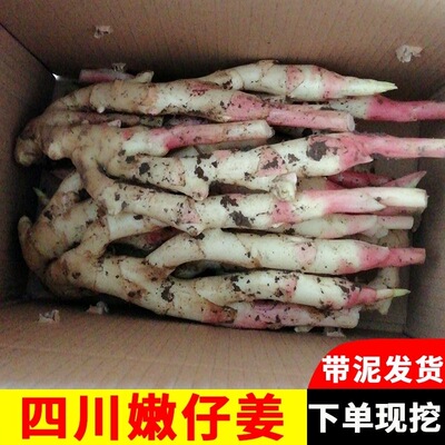 四川自贡嫩仔姜新鲜姜五指姜红芽竹根姜醋泡姜现挖带泥发货蔬菜