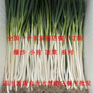 四川自贡葱黄 撕皮去半叶精选细杆大葱 盐帮菜高端饭店首选烟杆葱