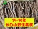 整根长白山野生黄芪整枝半斤250g东北切片北芪可磨黄芪粉补品