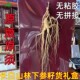 长白山林下参80厘米长礼盒籽货东北山参礼盒人参山参礼盒
