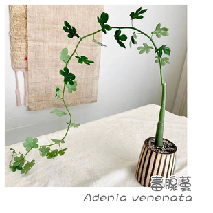 绿阳新意 venenata多肉块根植物盆栽西番莲 扦插毒腺蔓Adenia