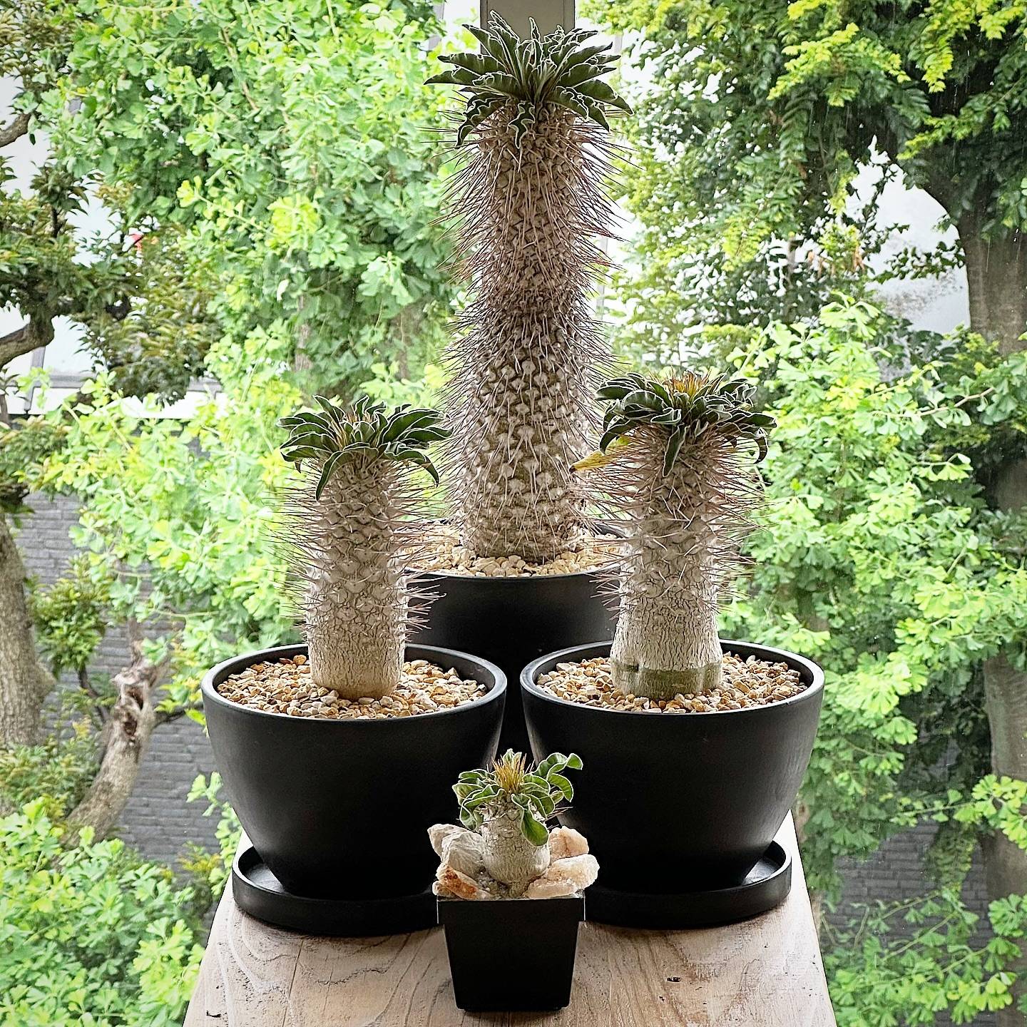 绿阳新意 光堂 Pachypodium namaquanum棒捶树属块根植物盆栽多肉