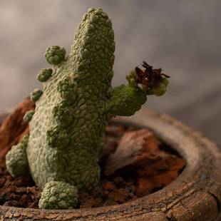 萝藦科植物 Pseudolithos 凝蹄玉属多肉块根植物 蛇头玉 绿阳新意