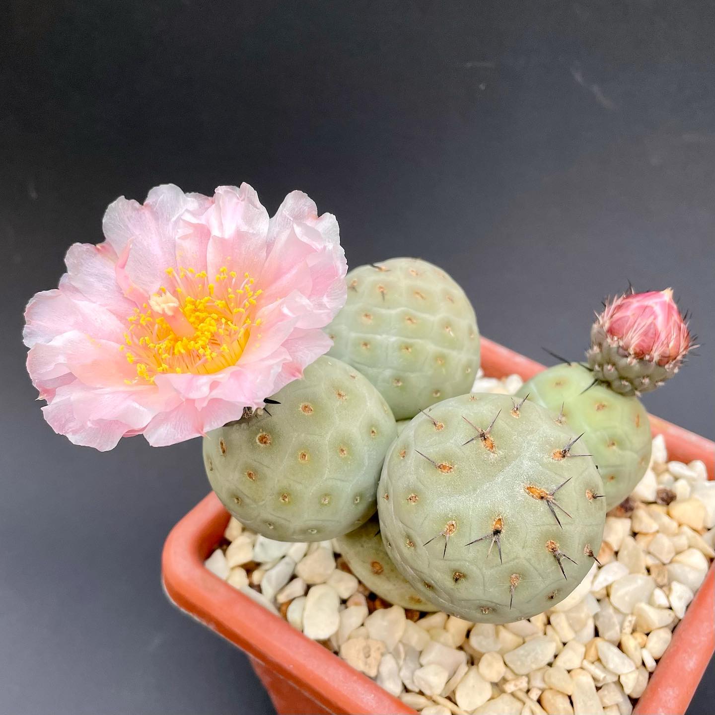 习志野团扇趣味植物新手入门