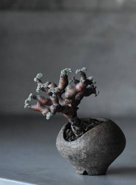 绿阳新意 枝干洋葵 pelargonium mirabile 天竺葵属块根植物枝杆