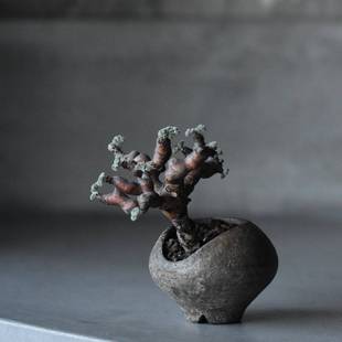 mirabile pelargonium 天竺葵属块根植物枝杆 枝干洋葵 绿阳新意