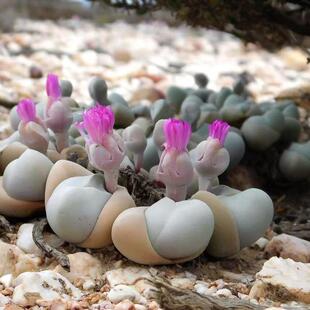 绿阳新意 album番杏科藻玲玉属多肉盆栽肉锥 白魔Gibbaeum