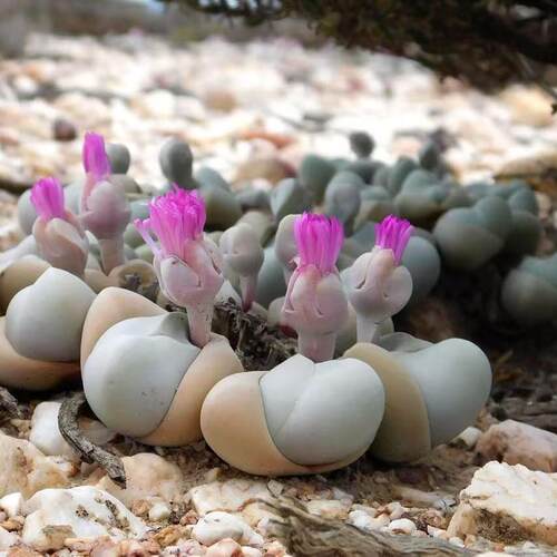 多肉植物盆栽绿植白魔番杏科