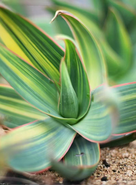 绿阳新意 银芳之光Aloe striata银芳锦锦芦荟拉丝锦实生
