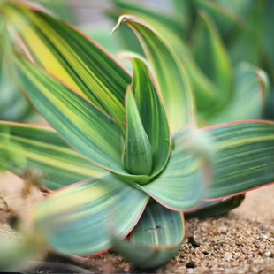 绿阳新意 striata银芳锦锦芦荟拉丝锦实生 银芳之光Aloe