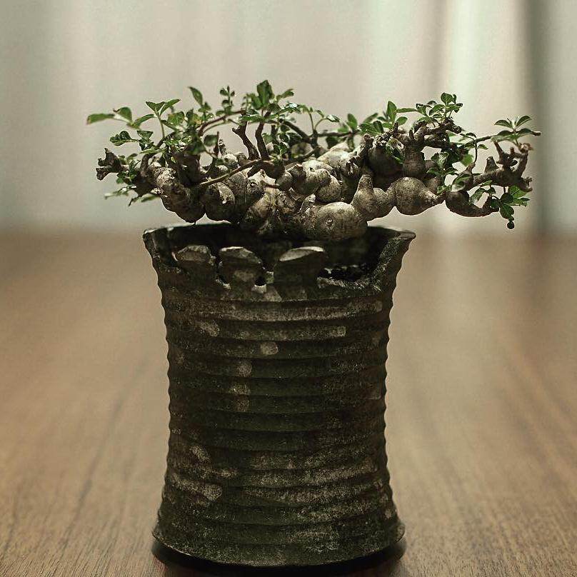 绿阳新意 念珠橄榄 Commiphora sp eyl橄榄科没药属块根盆栽植物