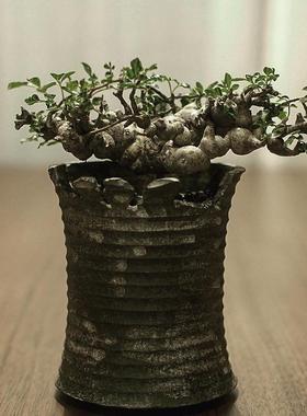 绿阳新意 念珠橄榄 Commiphora sp eyl橄榄科没药属块根盆栽植物