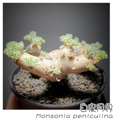 白皮月界多肉植物块根盆栽包邮