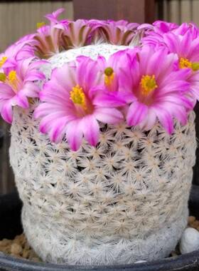 绿阳新意 白鸟仙人球Mammillaria herrerae乳突球属实生仙人掌科